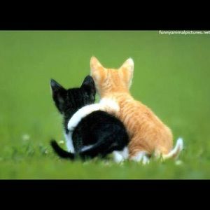 Meet your Posher, Yang